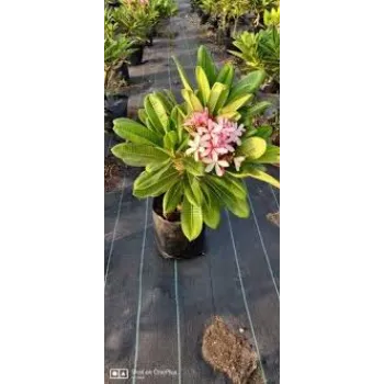 Designer Plumeria Plant